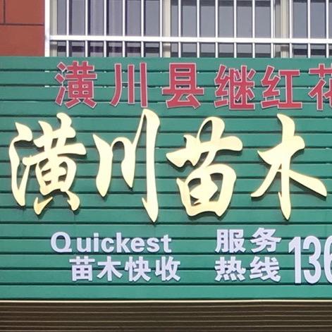 苗木哥-南天竹大杯、紫竹、金镶玉竹