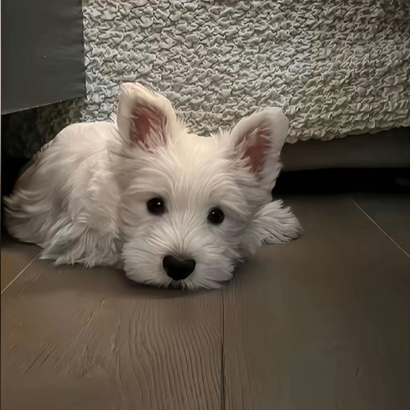 重生魔丸爱上胡巴