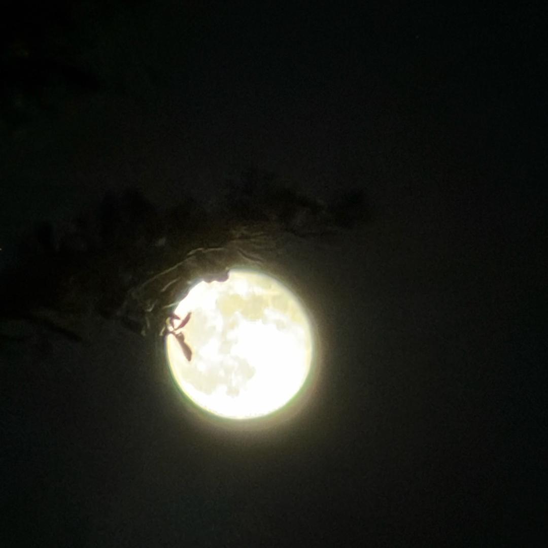 换个鸟名想半天