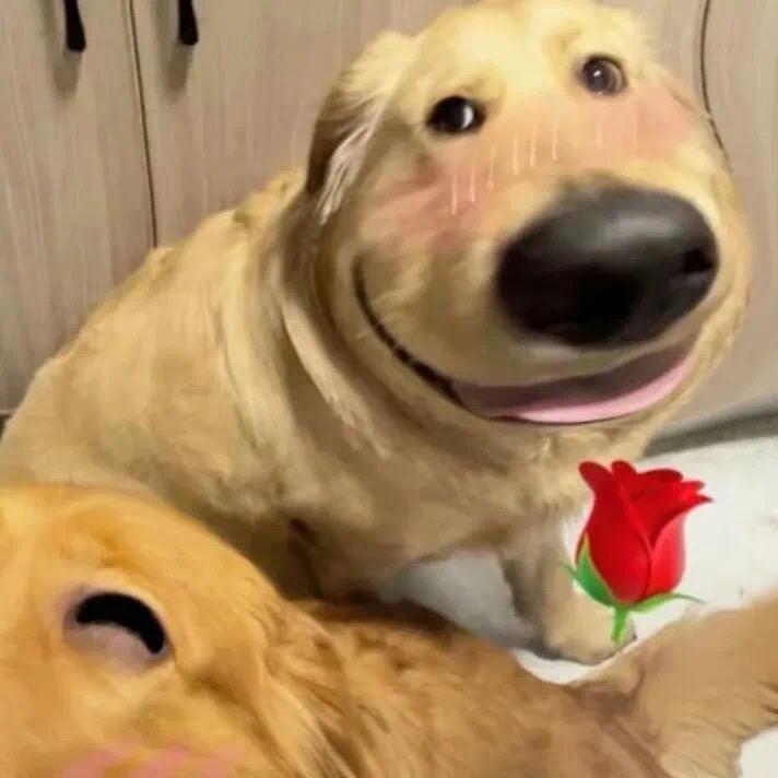 核桃判官（私信发图）