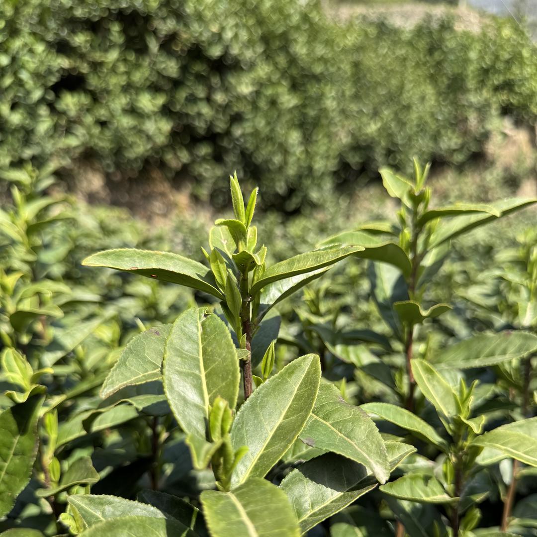 岳西老家翠兰茶【专业岳西翠兰批发】