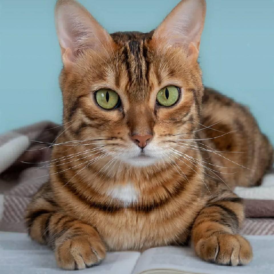 猫先森