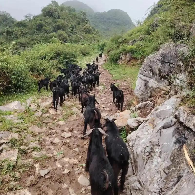 广西山羊特惠专场