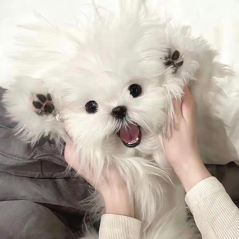 泡芙耶
