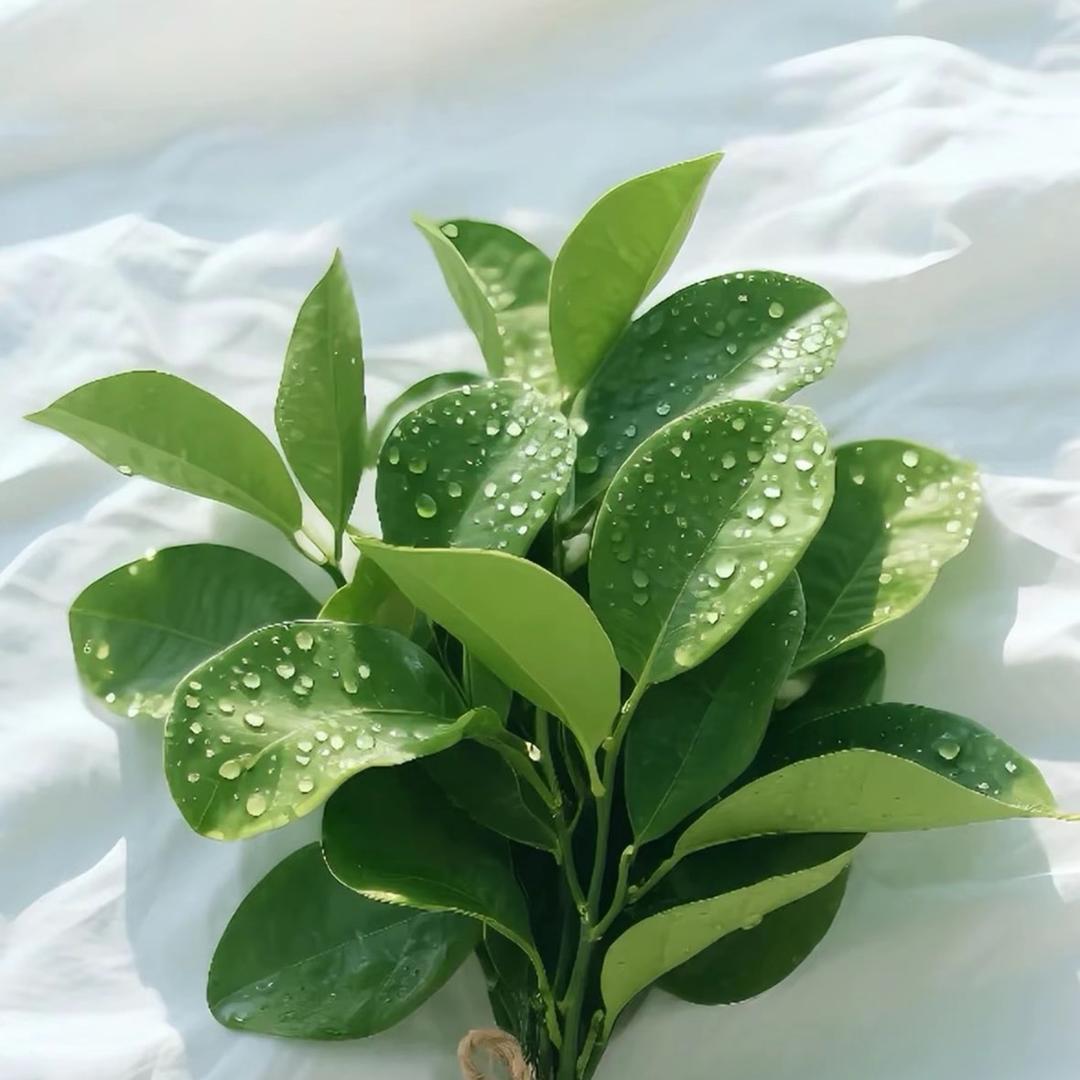 锦程人力-兮兮（进厂私信)