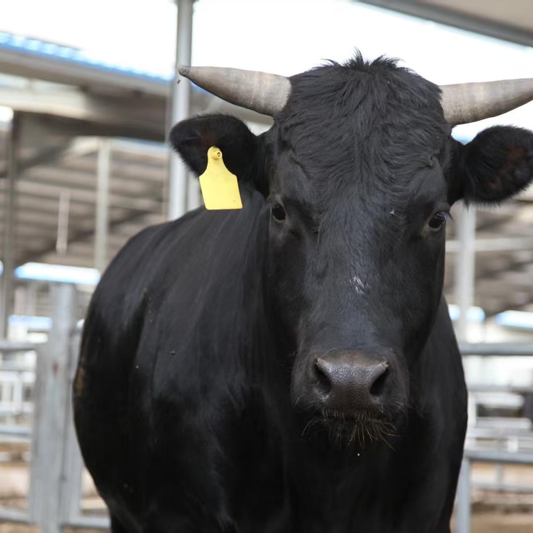 山东黑牛鲜肉企业店明天到