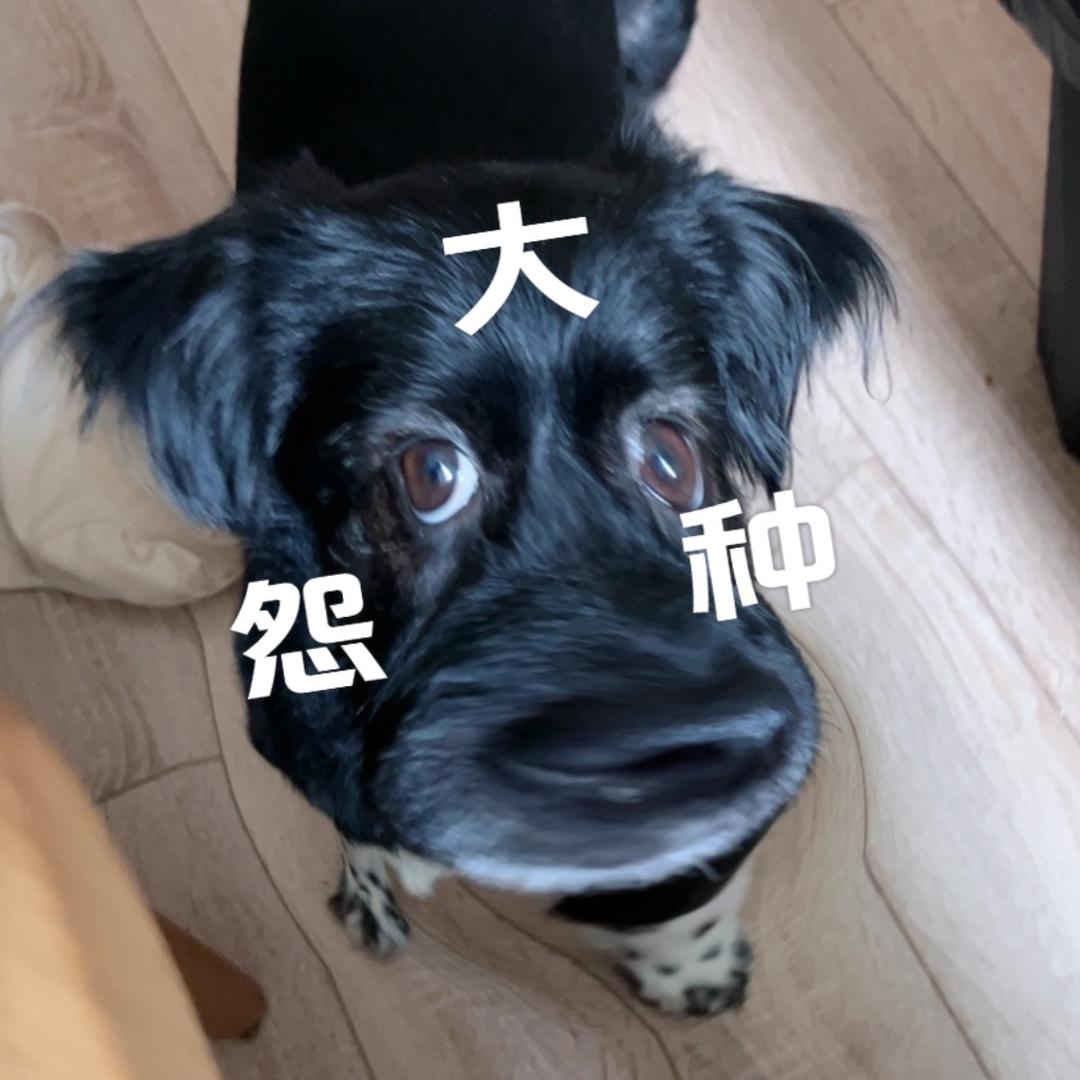狮子小于