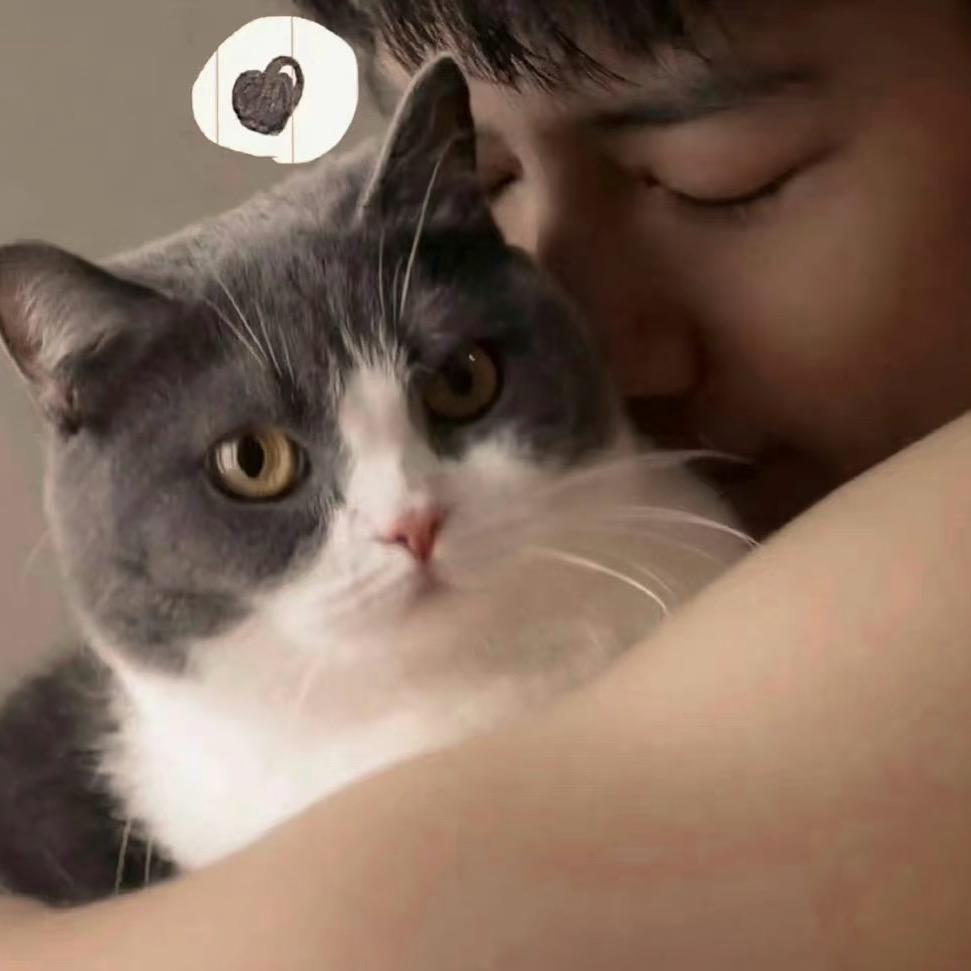 猫南北-