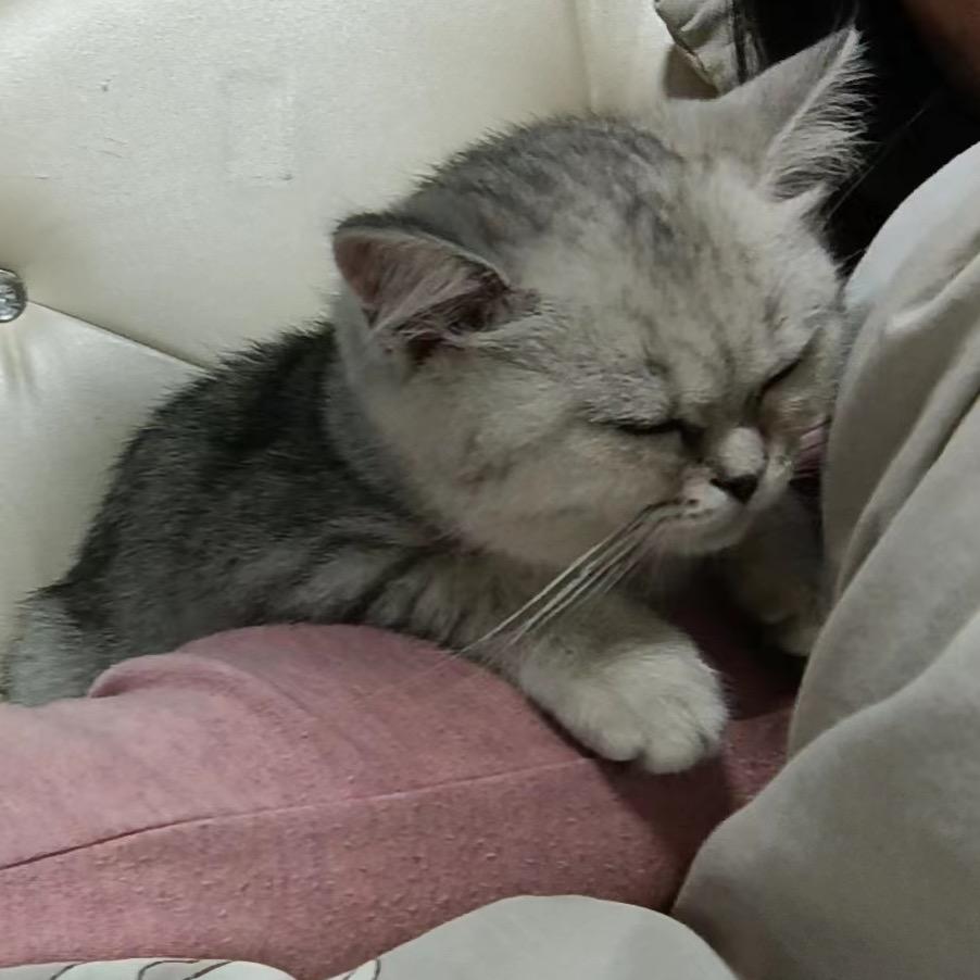 妮蔻不是小老头儿