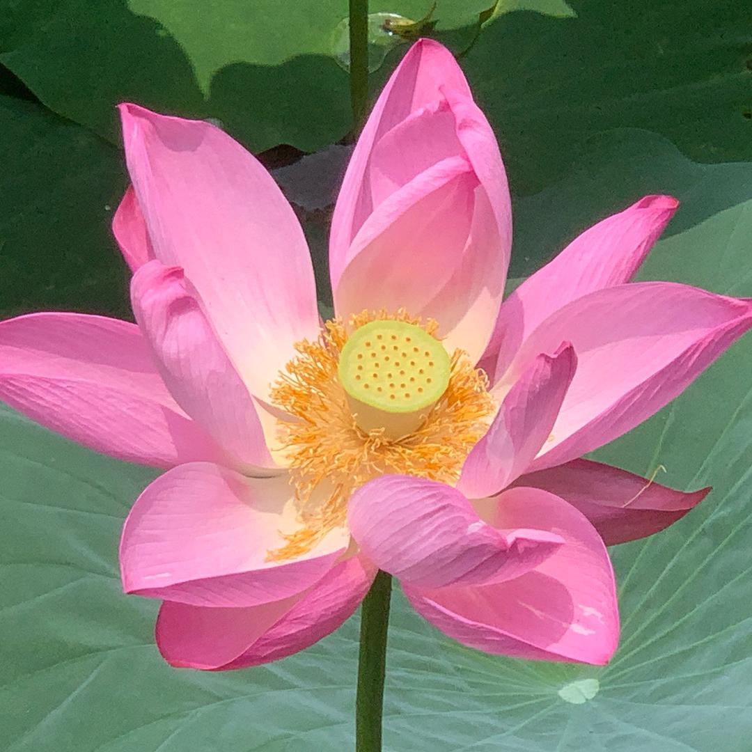 阿紫