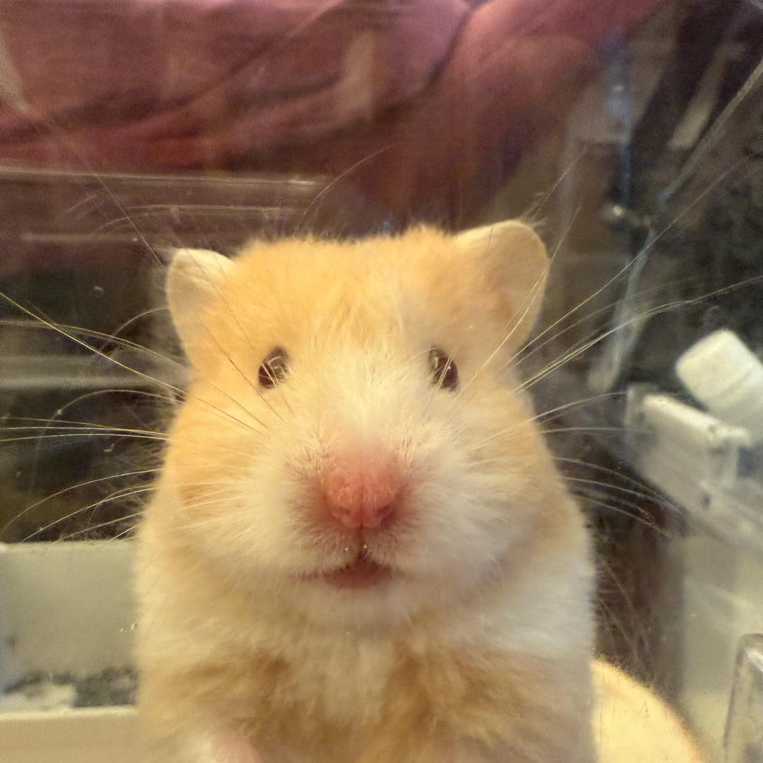 黄粱南柯终一梦