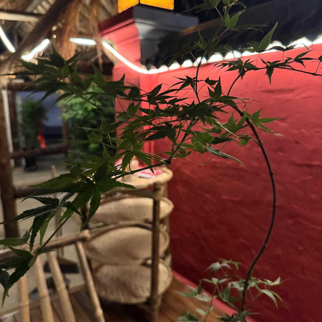 逸江南