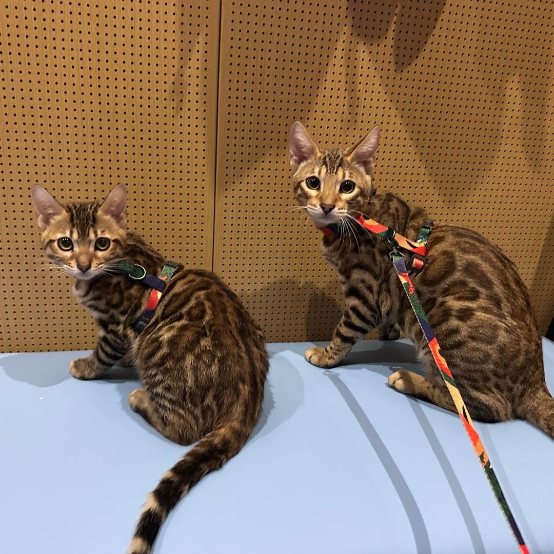 多米多乐多比😺