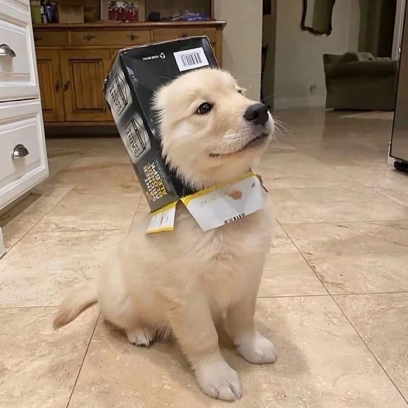 小狗的烦恼日记