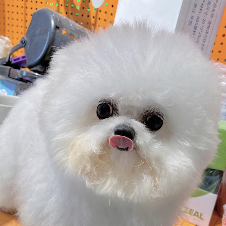 熊熊🐻私宠，精品比熊