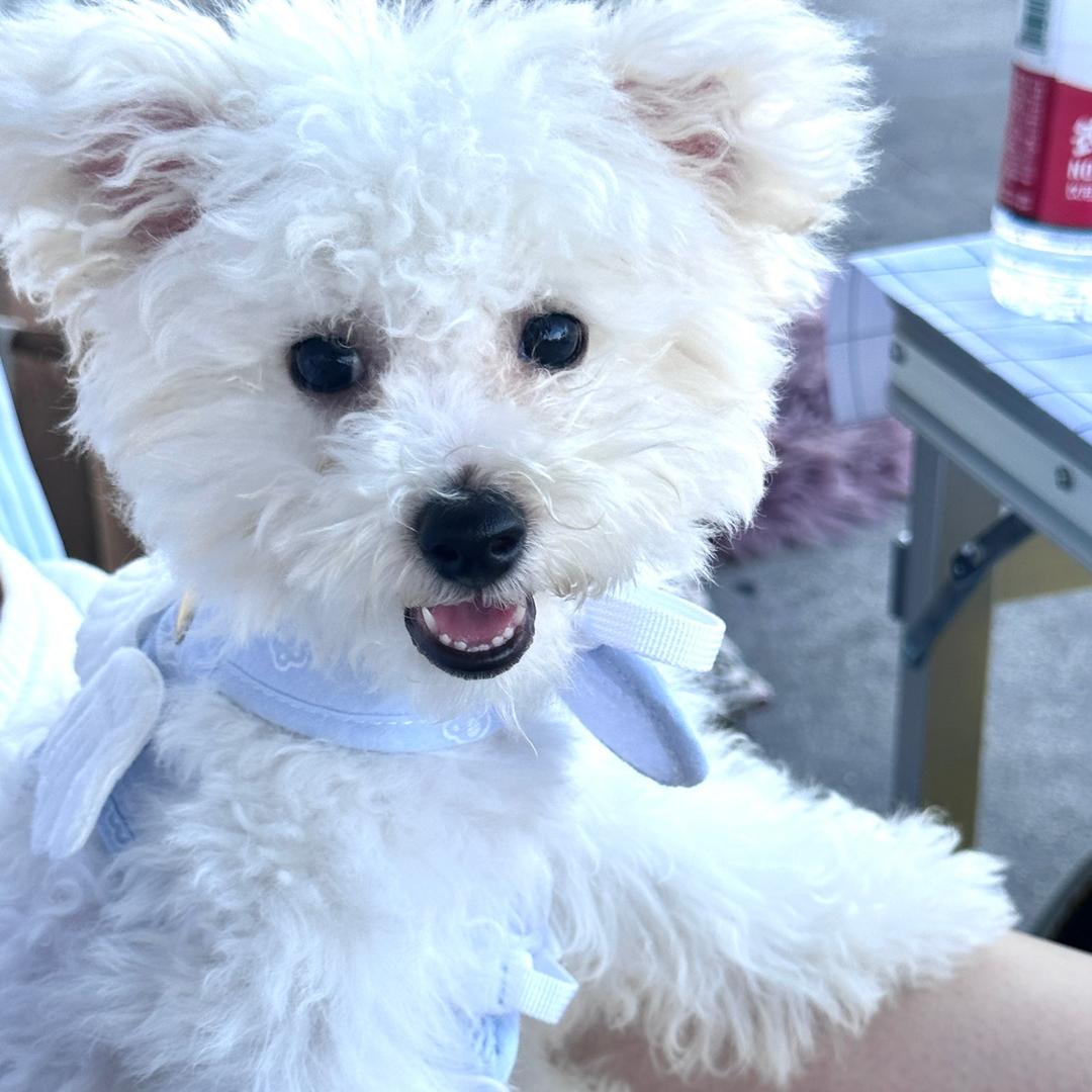 布丁是只小比熊（养成版）