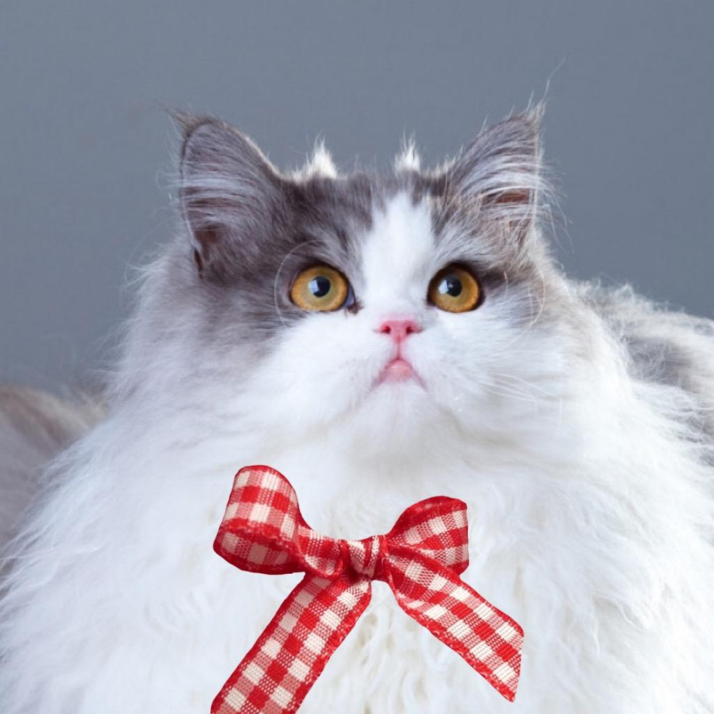 🐱波波猪@抖音