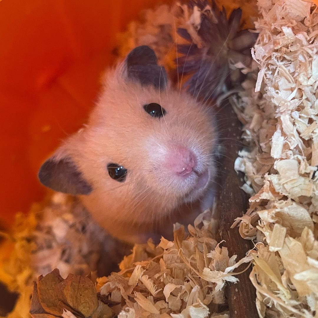 仓鼠小花的日常