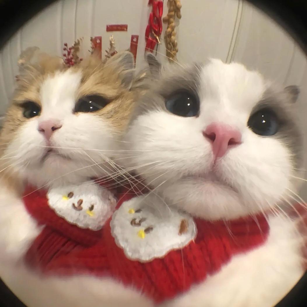qq