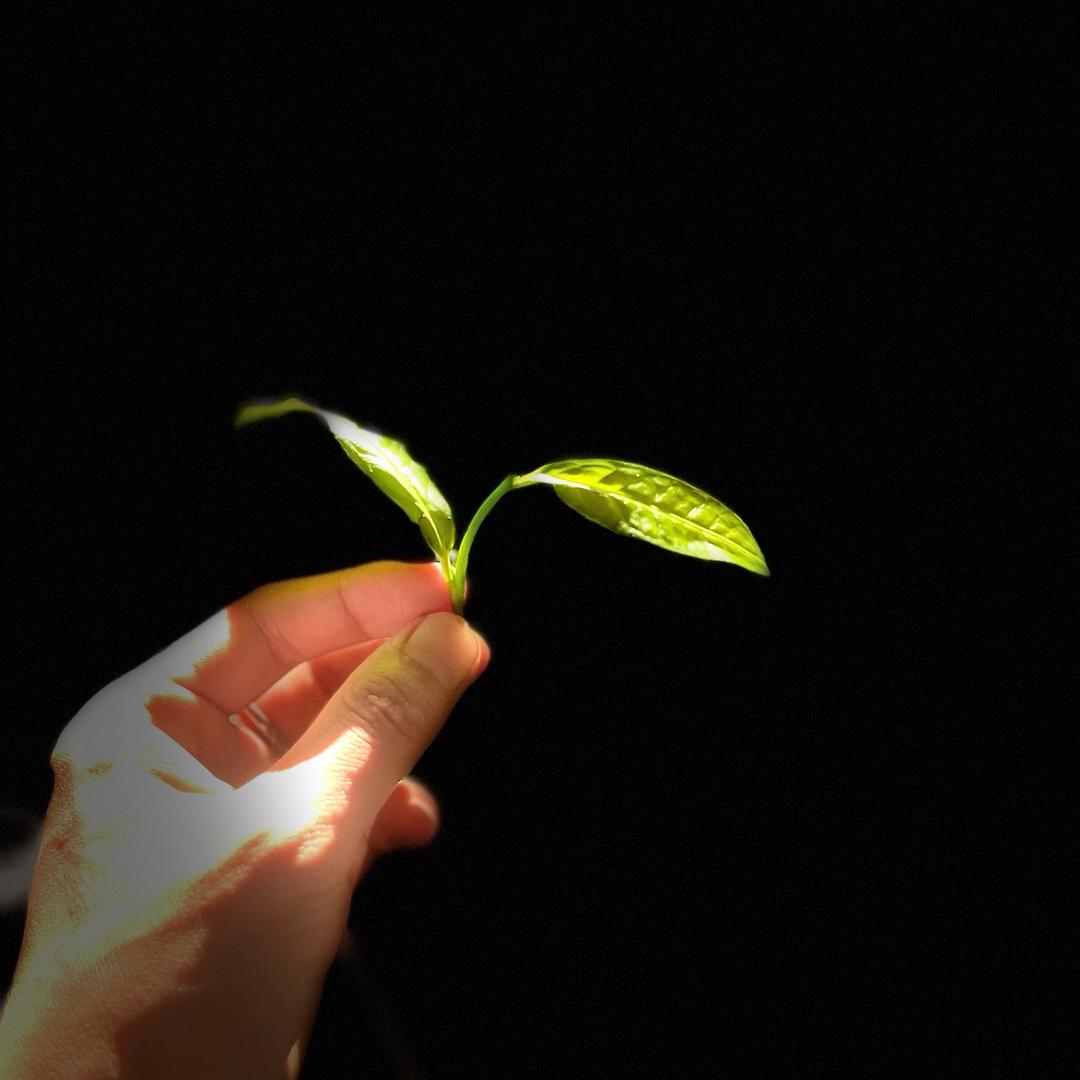 小温制茶🍃