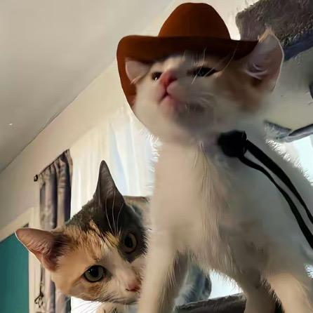 摸摸猫猫