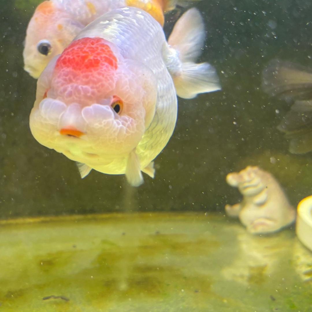 番茄小汁🍅
