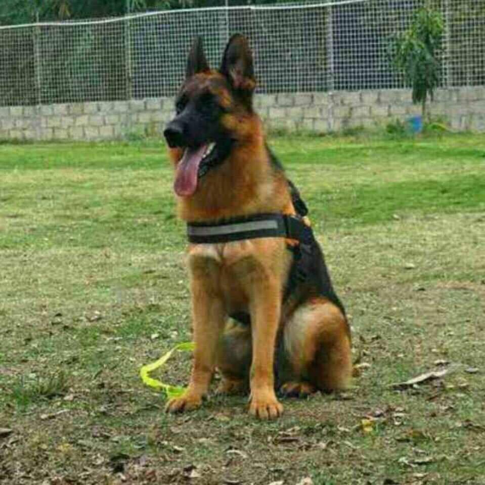 冬丰工作犬（德牧）