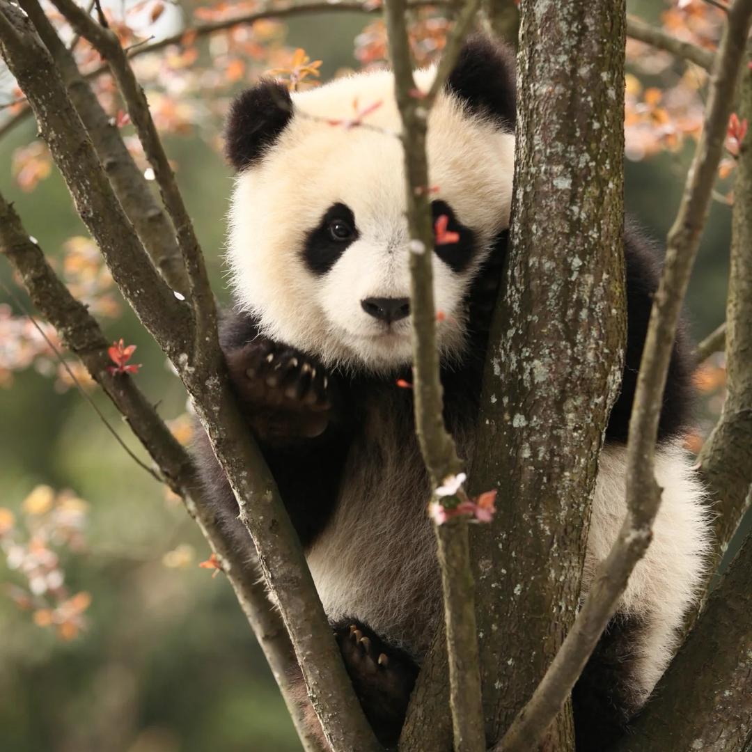 蜘蛛带你游世界