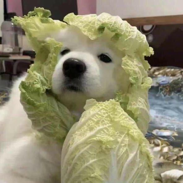 锄禾🦛