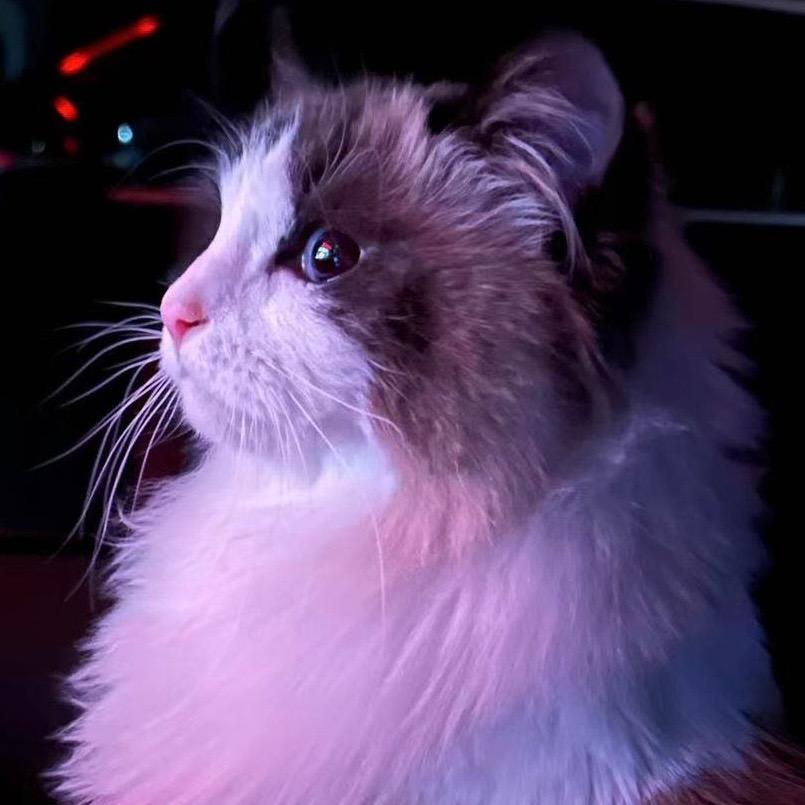 闪电猫