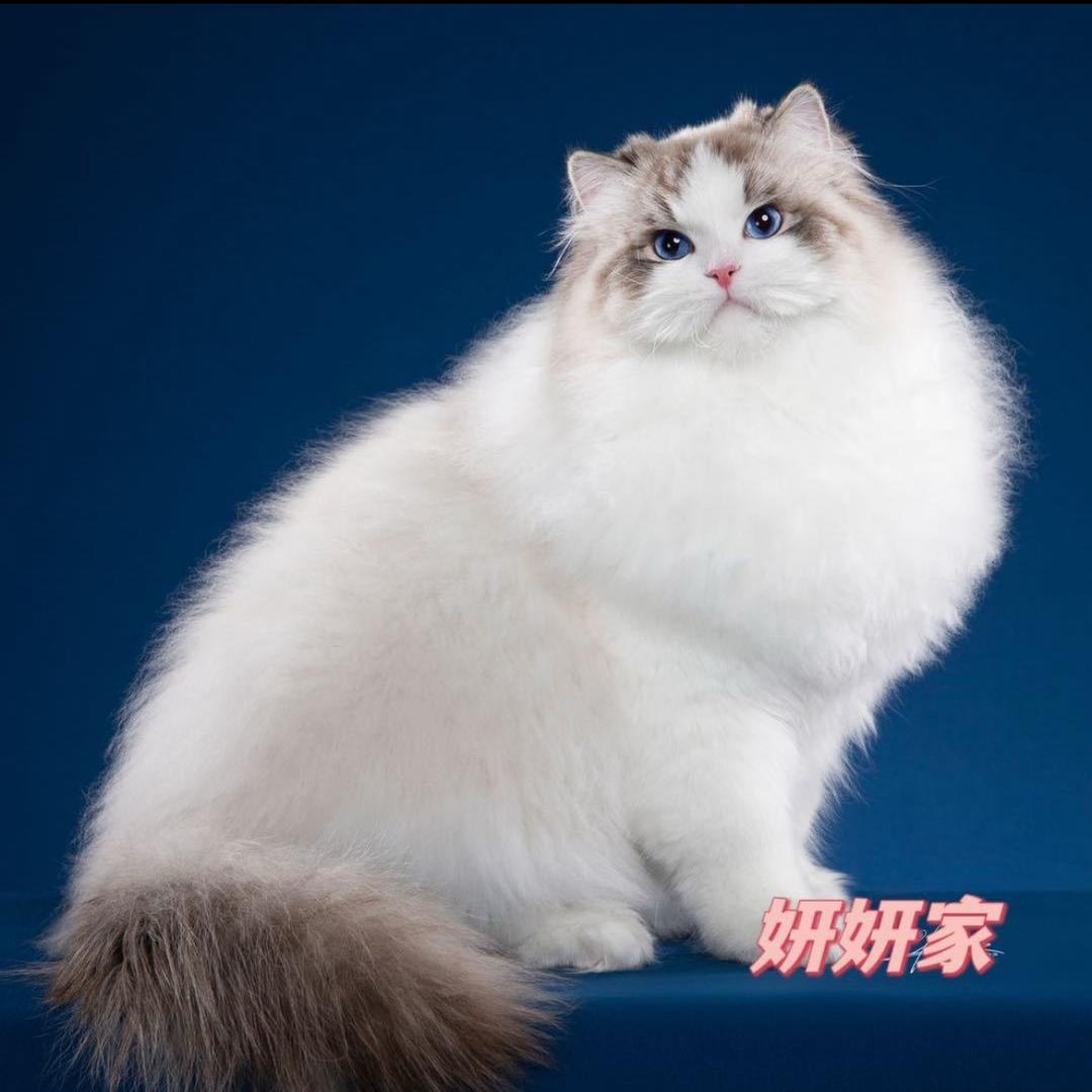 酱香型小布偶二