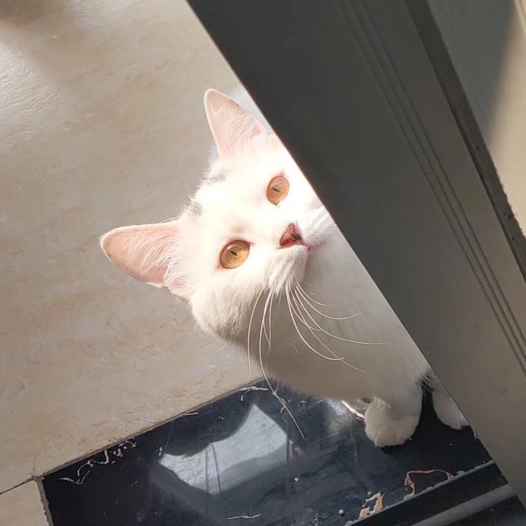 粥喵喵