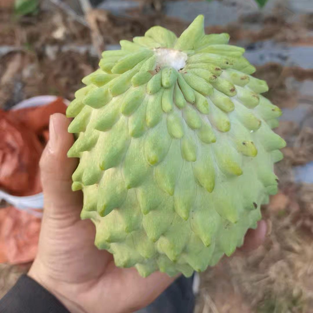 酷萌的释迦果园