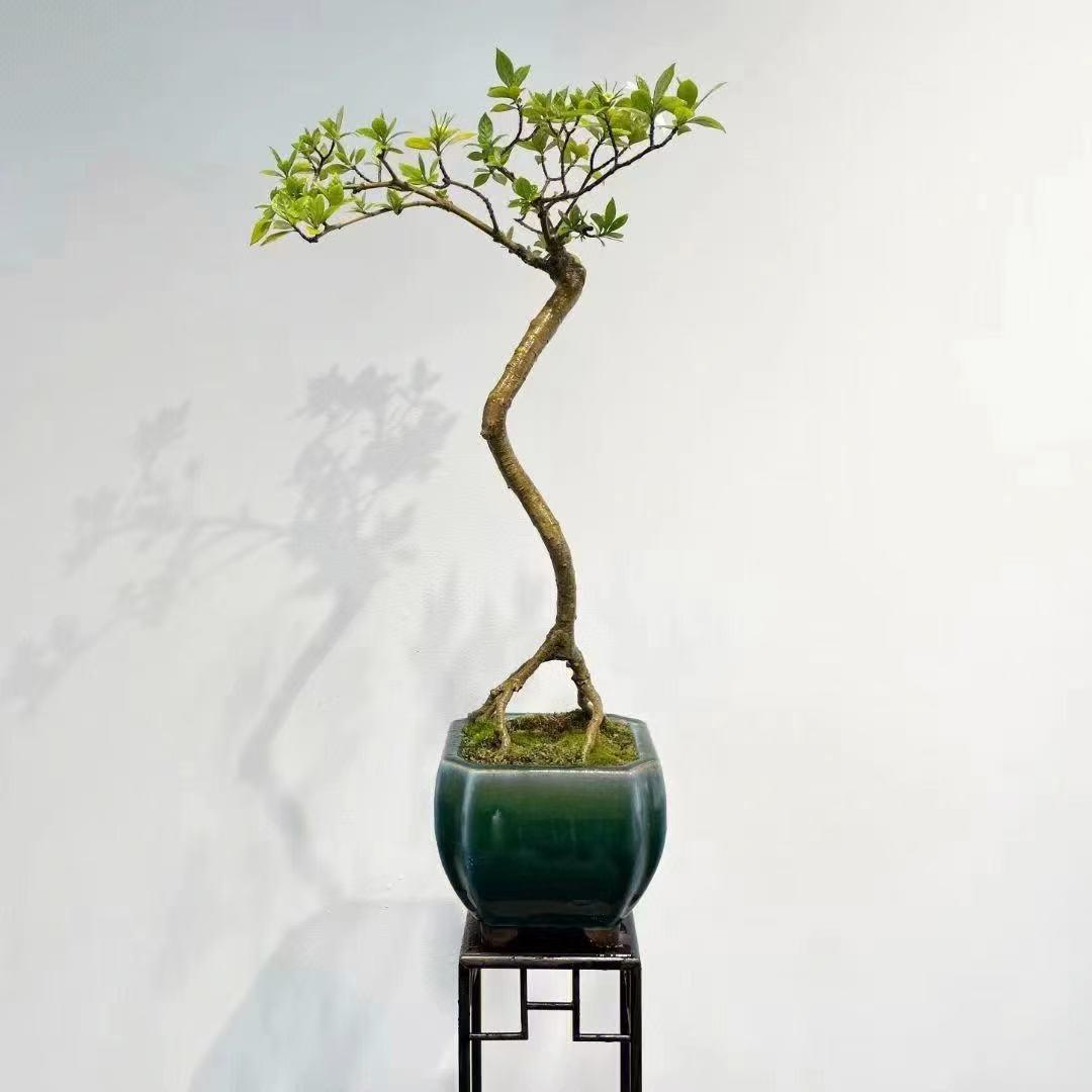 那山野栀子花