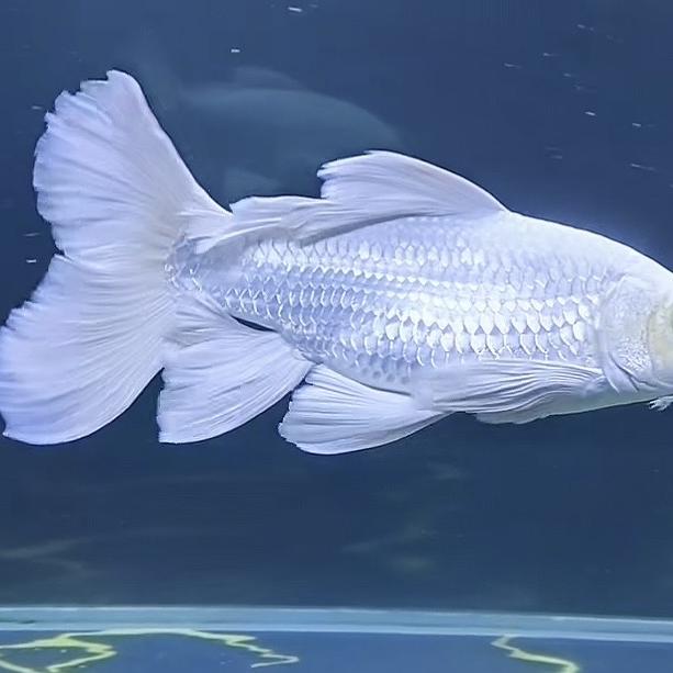 九隆蝴蝶鲤（圆头鹰嘴)