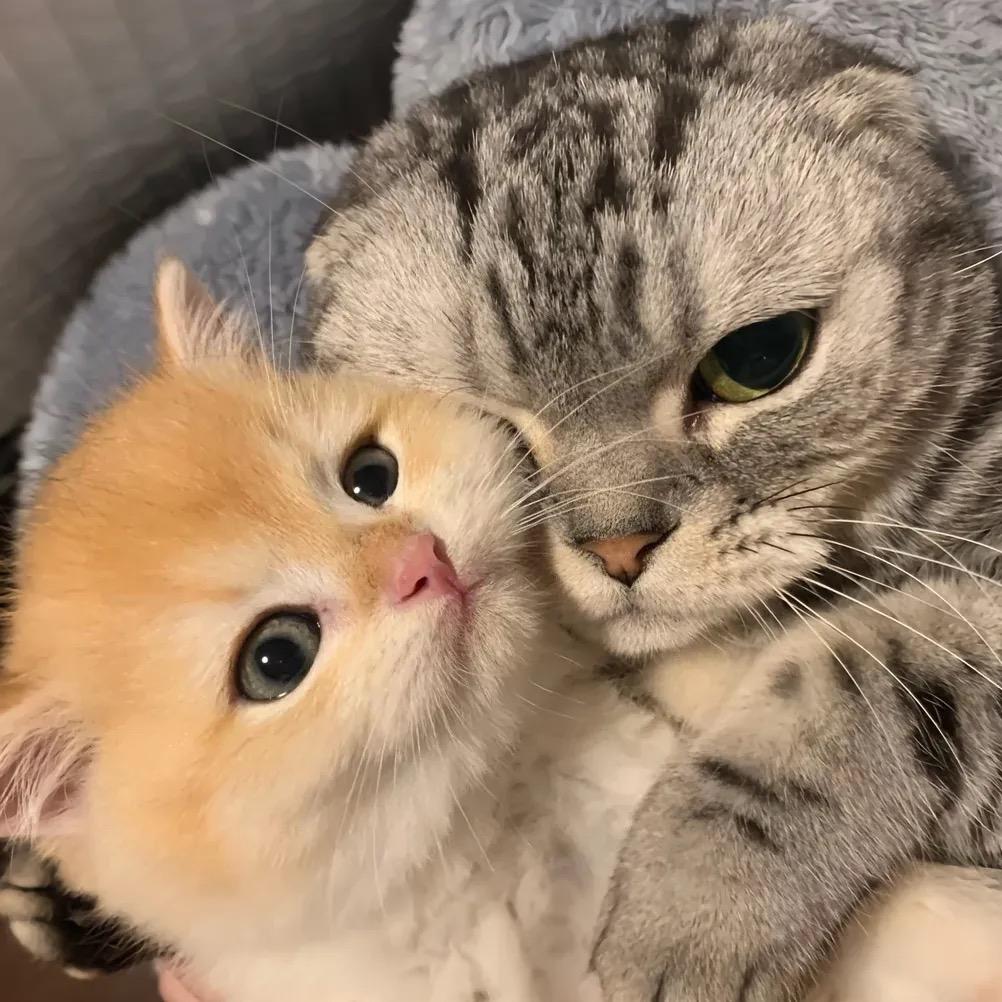 小乔是只猫
