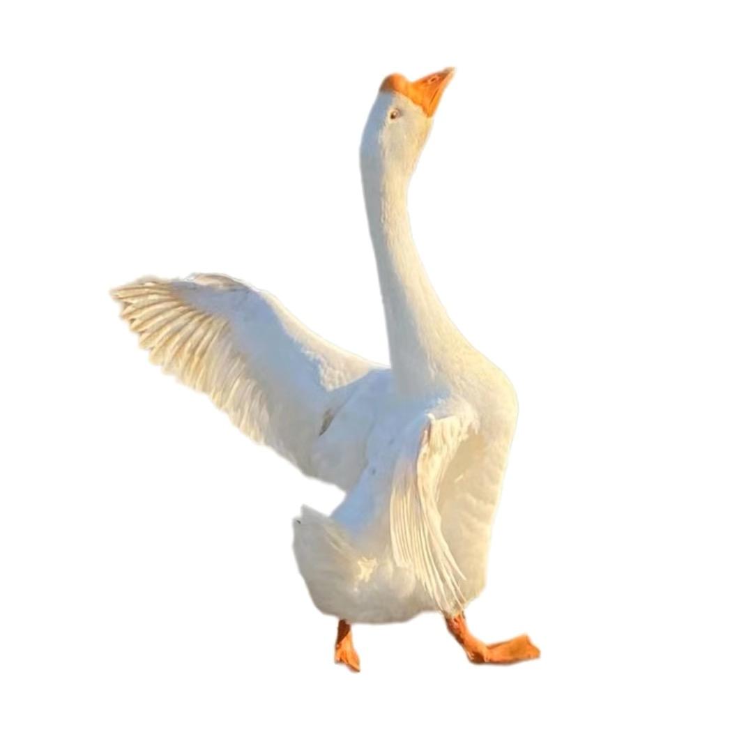 丰凰牧场直发