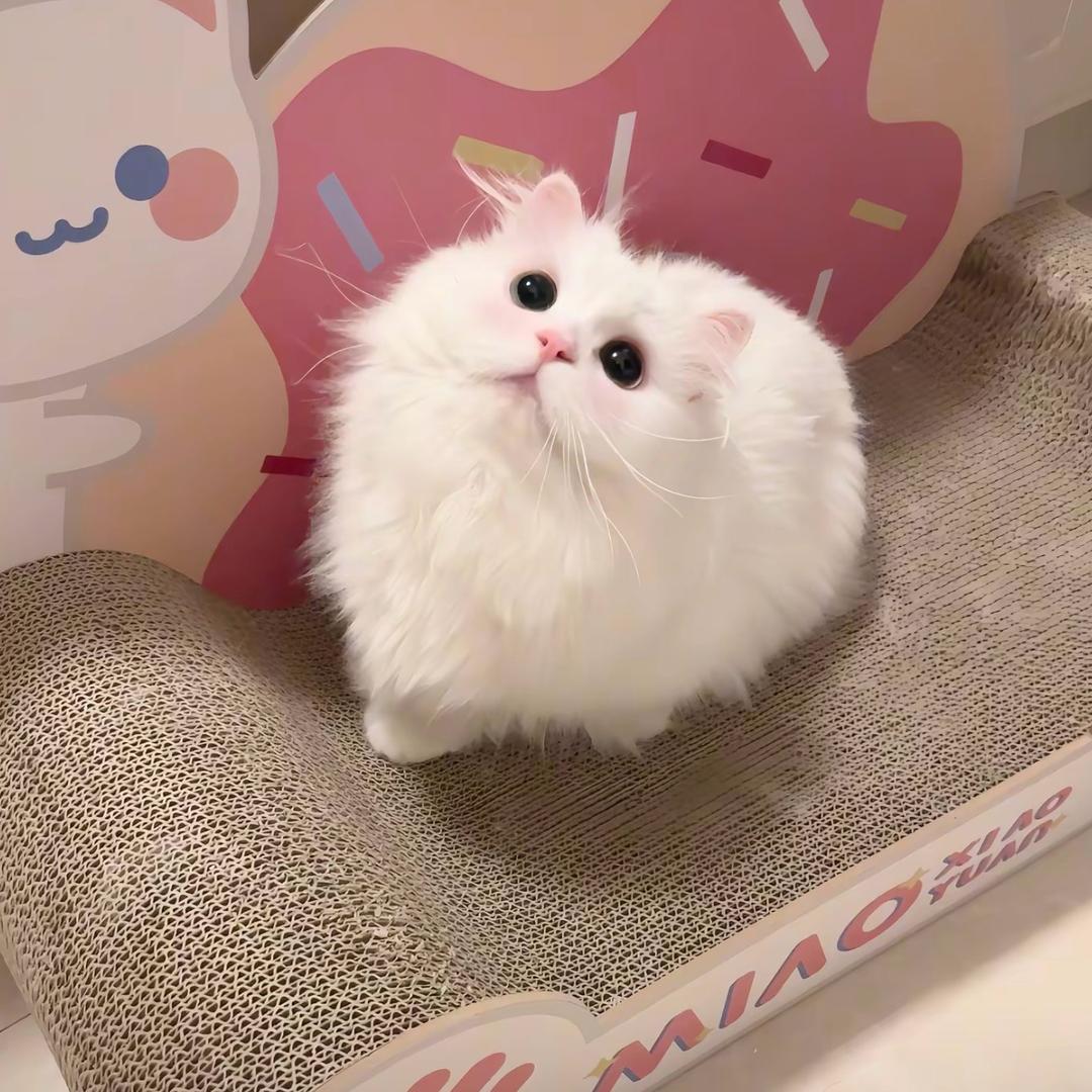 唐泽雪穗