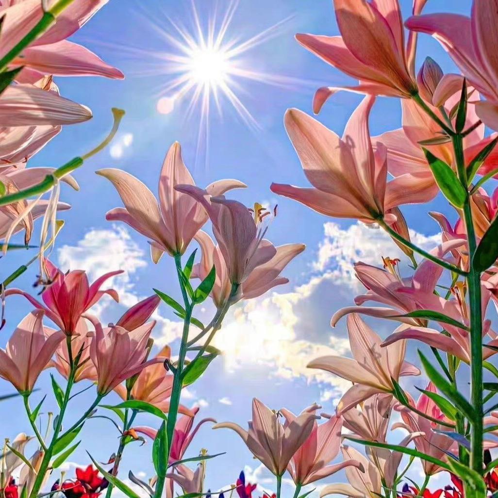 百花铺绿植花卉基地