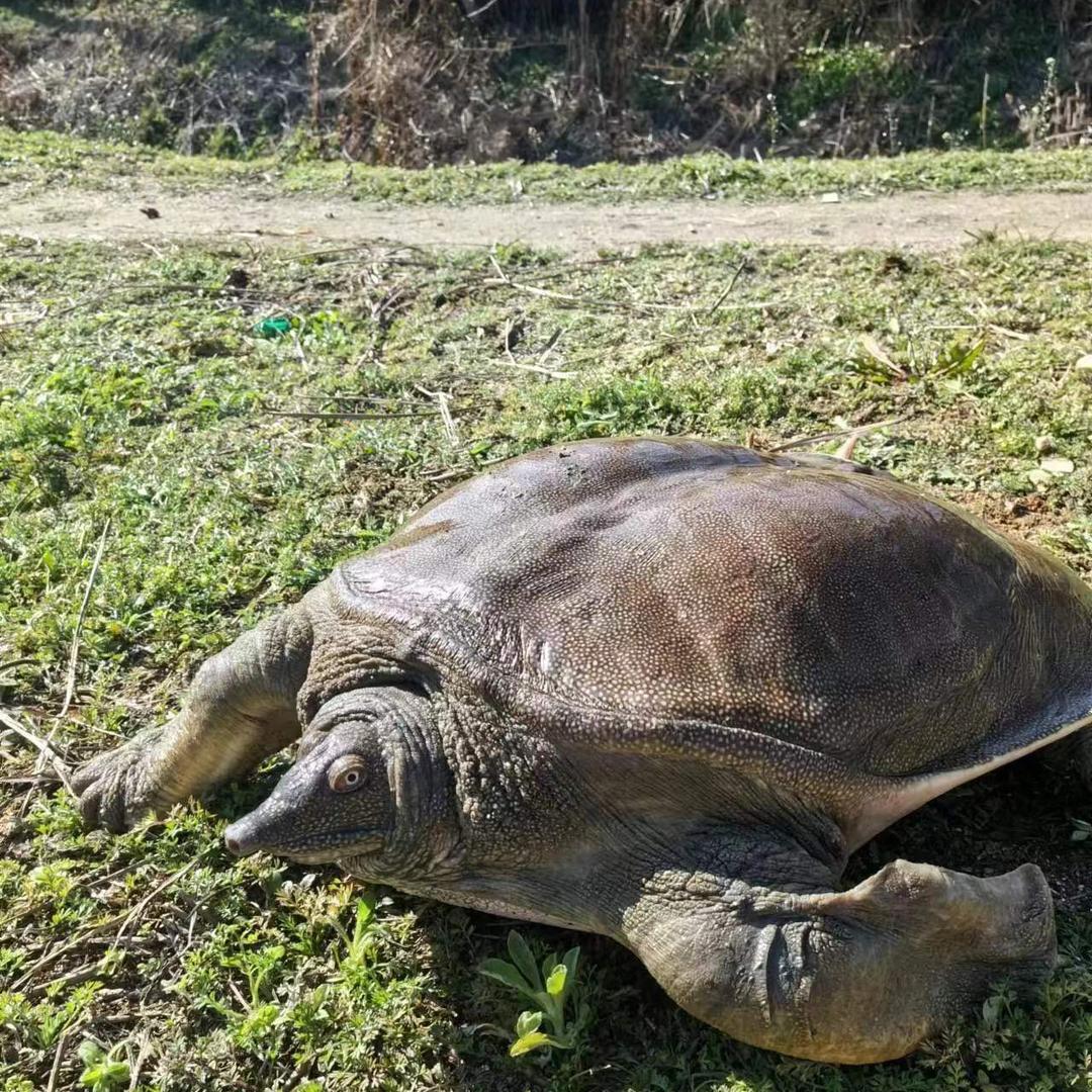 甲鱼妹妹小琴琴