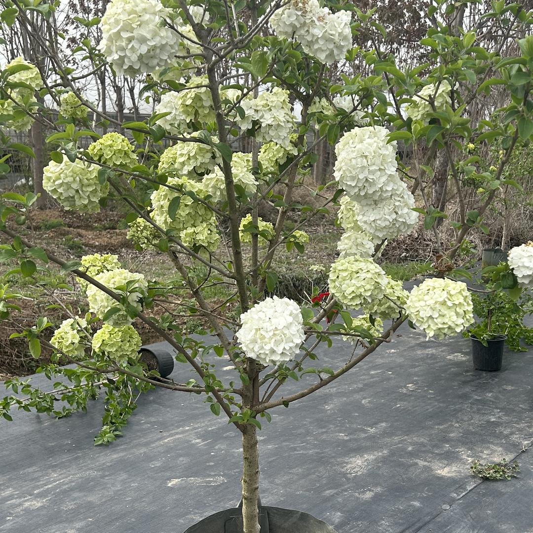 斗球花卉店（中华木绣球）