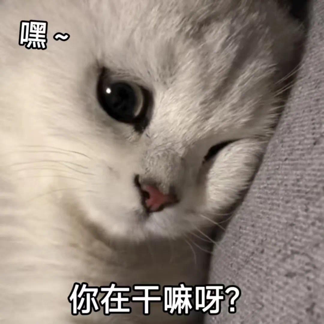 深圳里的小胖啊