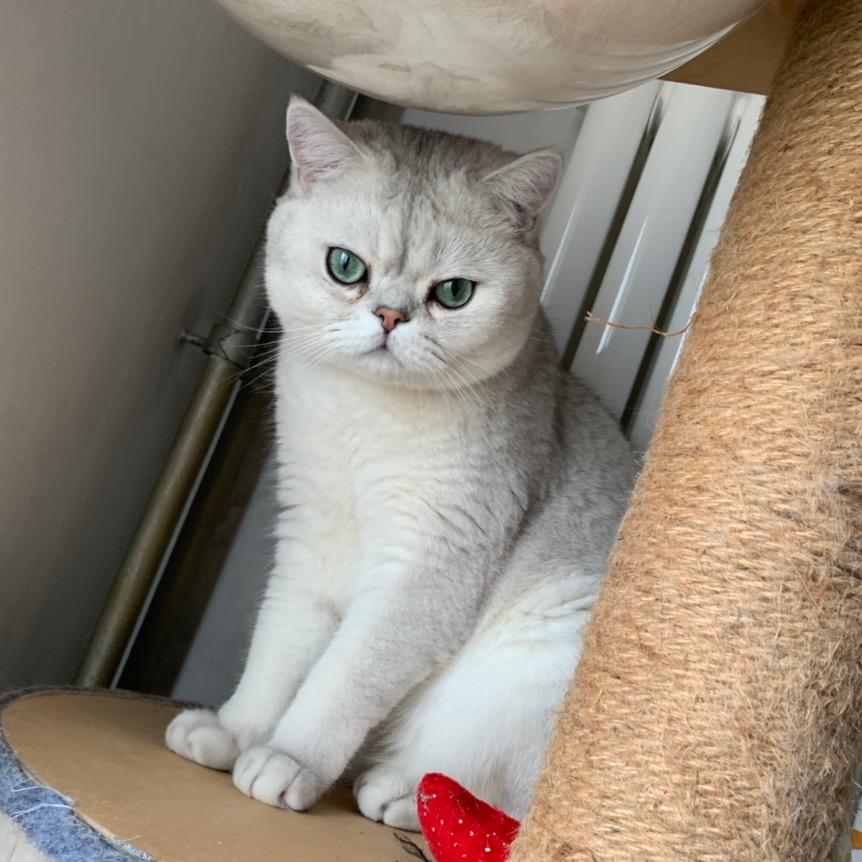 这杯加多多的芋泥啵啵