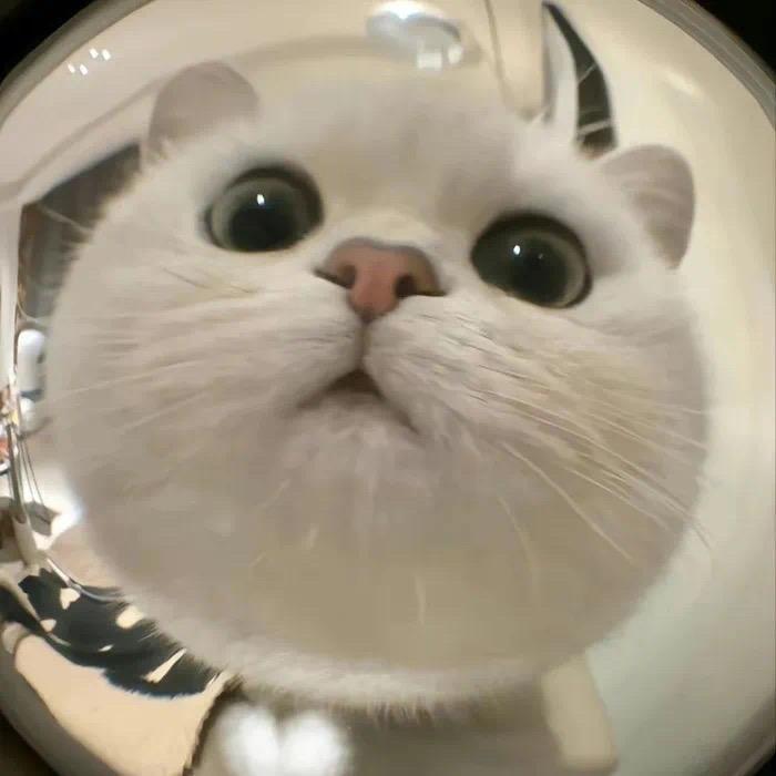 滚滚的猫🐱