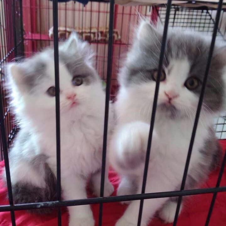 🍏汤圆奶奶🌻