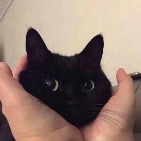 清酒半壶