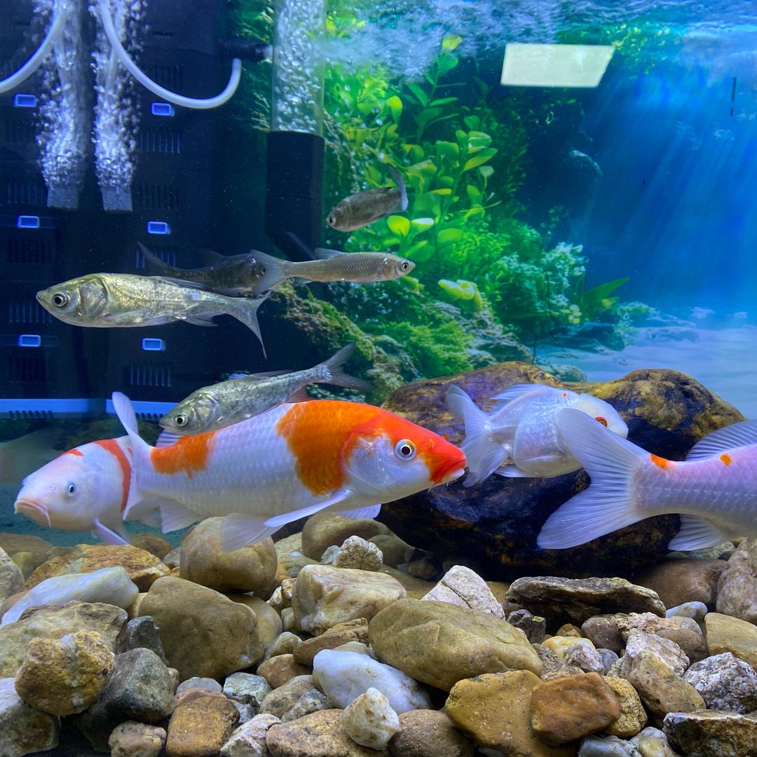 鲤跃丰水族馆