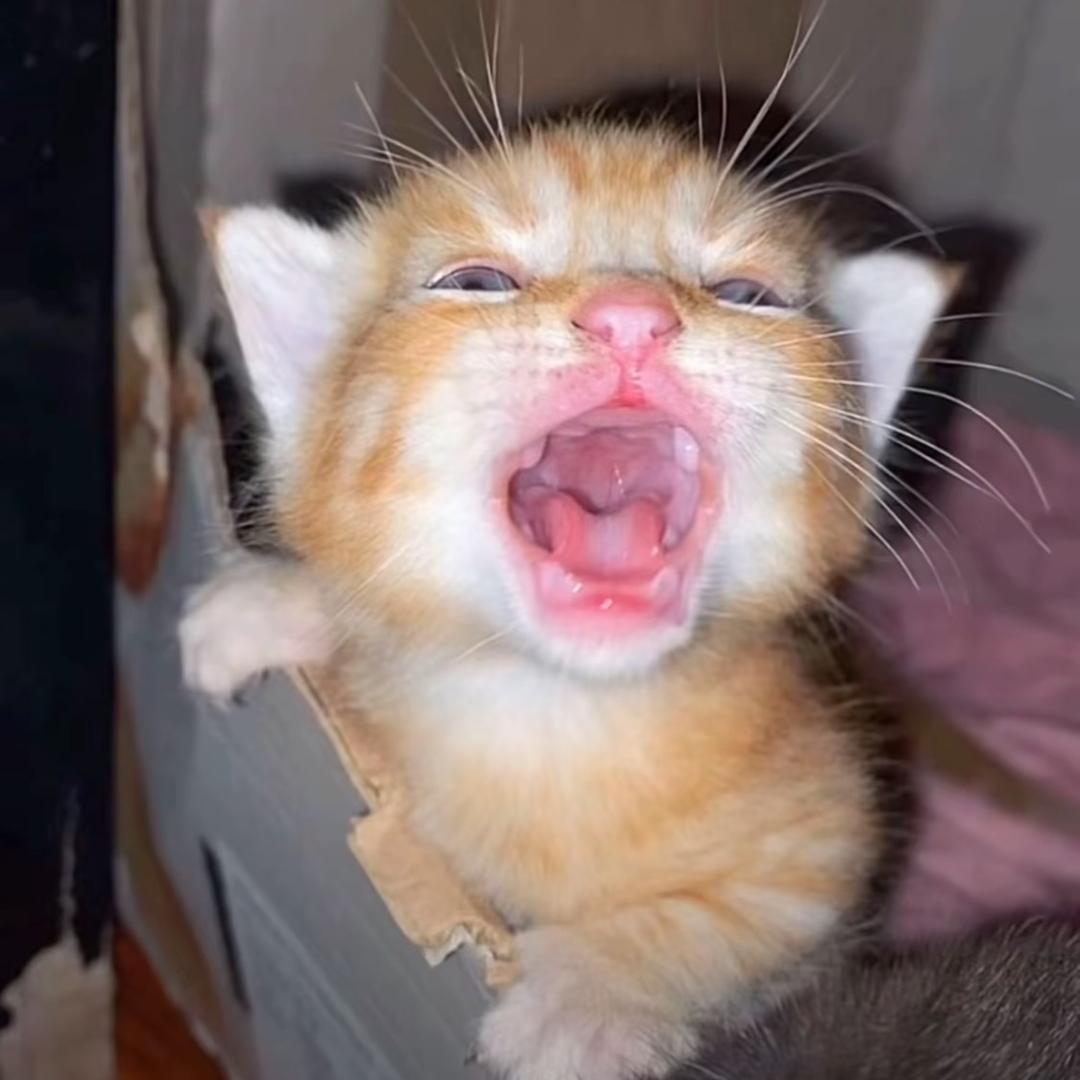 ouo