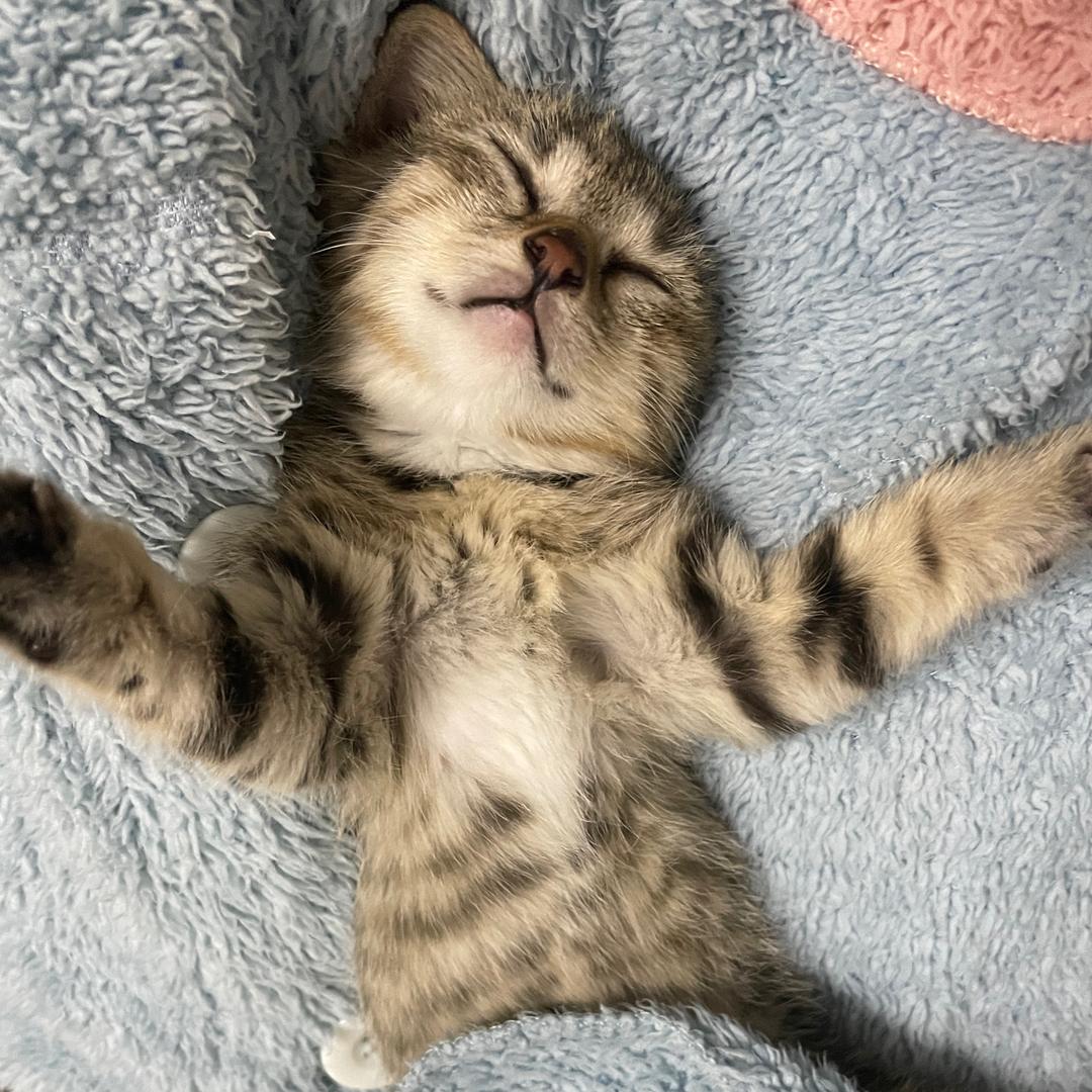 *麒麟是只猫