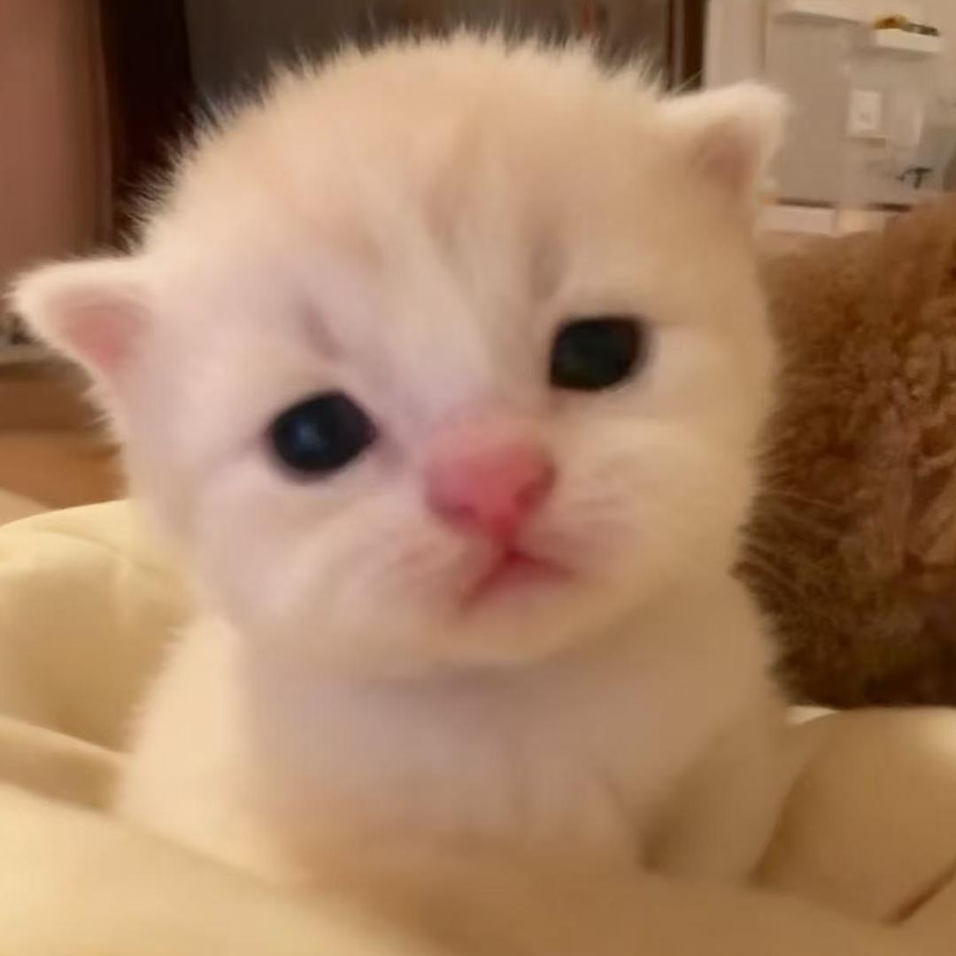 ki@n